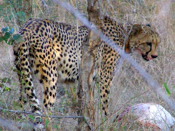 The cheetah and its prey