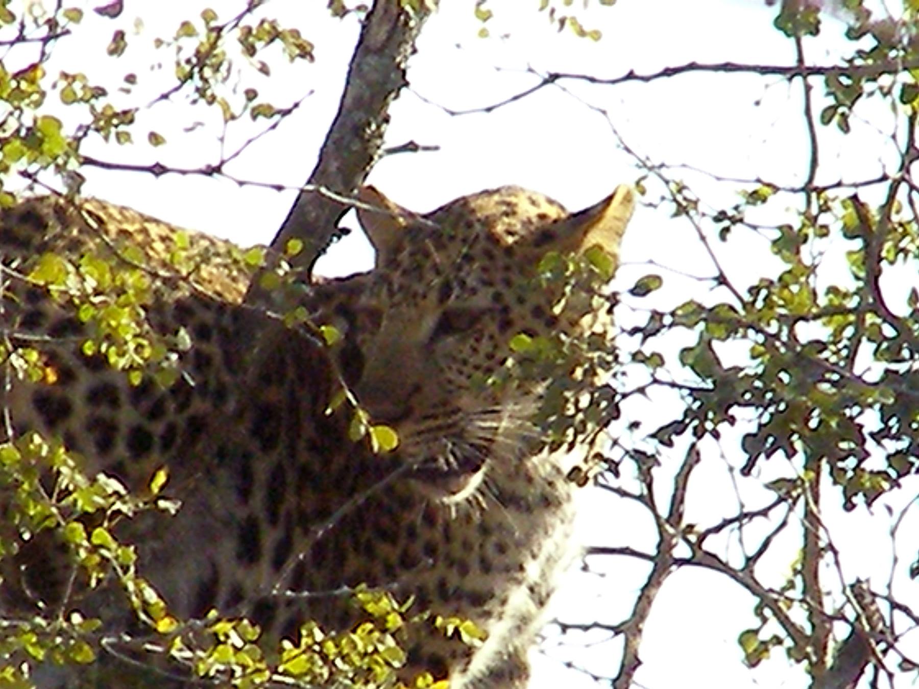 The leopard