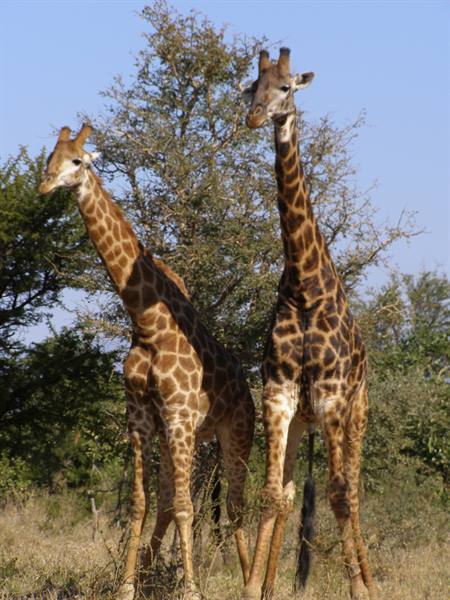 A pair of giraffes