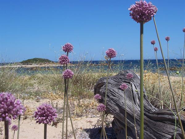 Purple allium flowers, weathered driftwood, sandy beach and islet in the sea