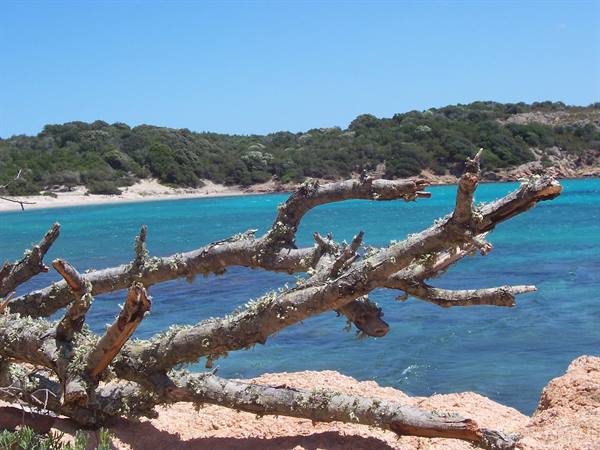 Lichen-covered driftwood on pink rock, turquoise sea and sandy beach
