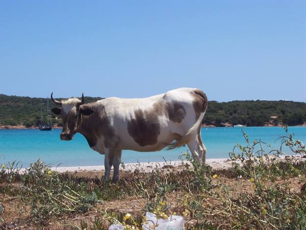 Spotted cow standing among coastal shrubs on beach with turquoise sea and sailboat
