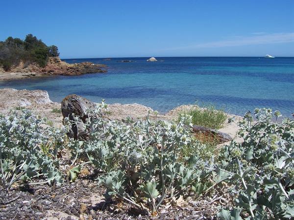 Sea holly plants on rocky beach, turquoise water and tree-covered headland