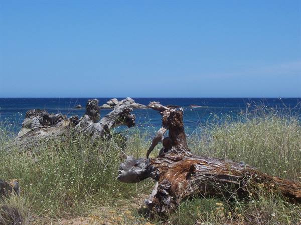 Weathered driftwood trunks among wild grass by the blue sea under clear sky