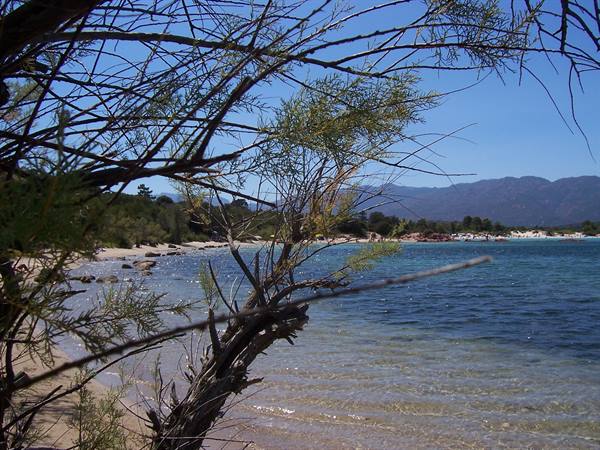 Tamarisk branches over sandy beach and turquoise water, mountains behind