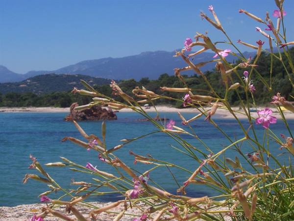 Pink flowers close-up at Palombaggia beach, turquoise water and mountains
