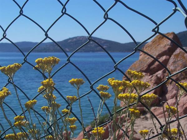 Yellow flowers through a wire fence, red rocks and blue sea, Costa Smeralda