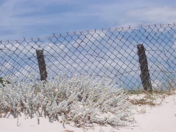 Wire fence on wooden posts among silvery plants and pale sand