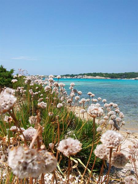isola piana, not only seagulls