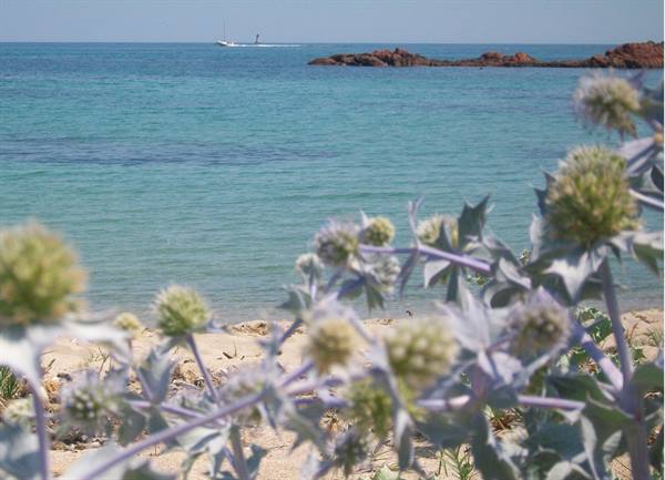 thistles on the beach of San Ciprian