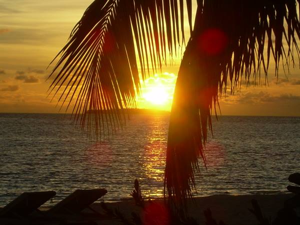 Sun rising over the ocean behind a palm tree, beach loungers silhouetted