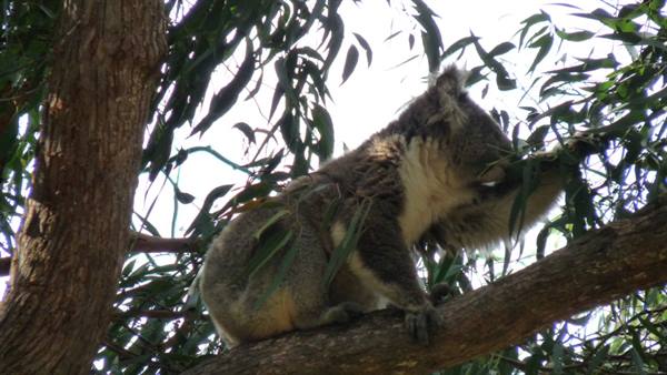 Wild Koala