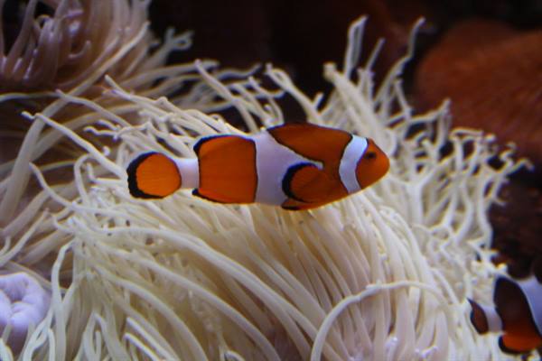 Nemo