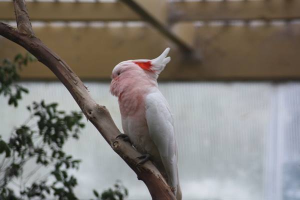 Pink Cockatoo