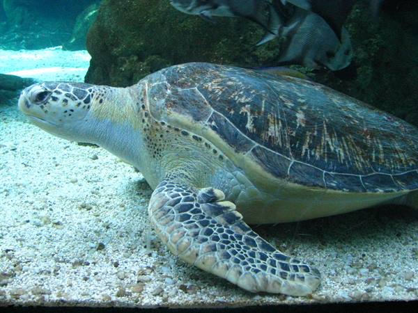 Aquarium