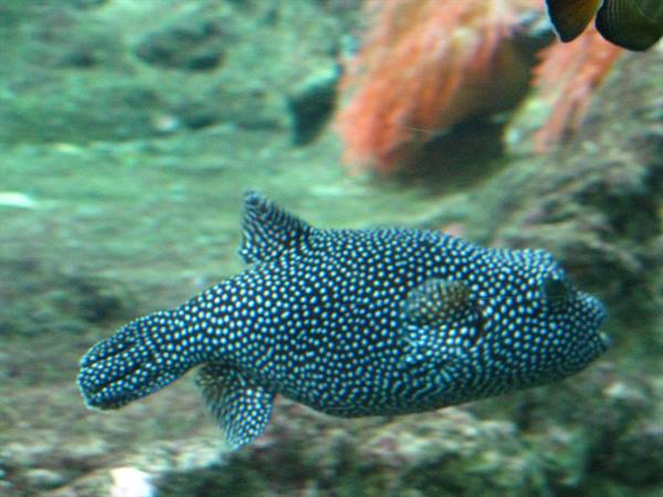Aquarium