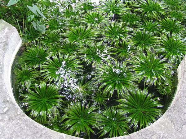 Botanical Garden