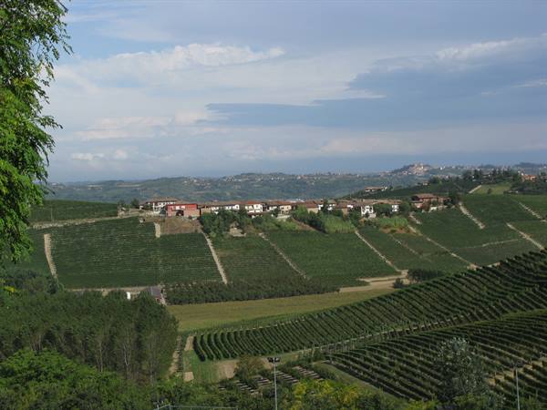 Vineyards