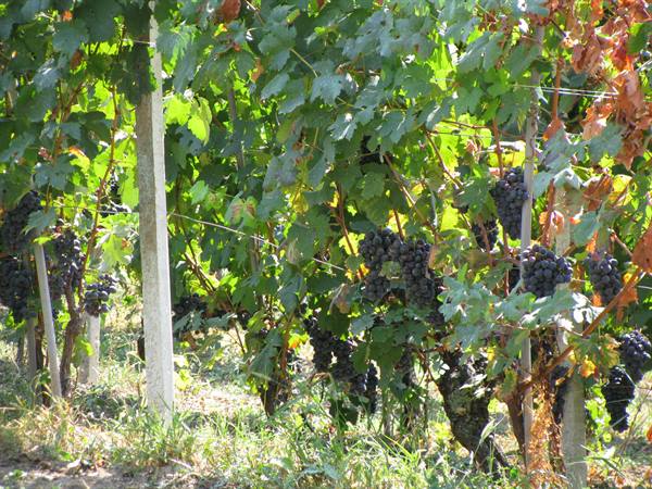 The grapes