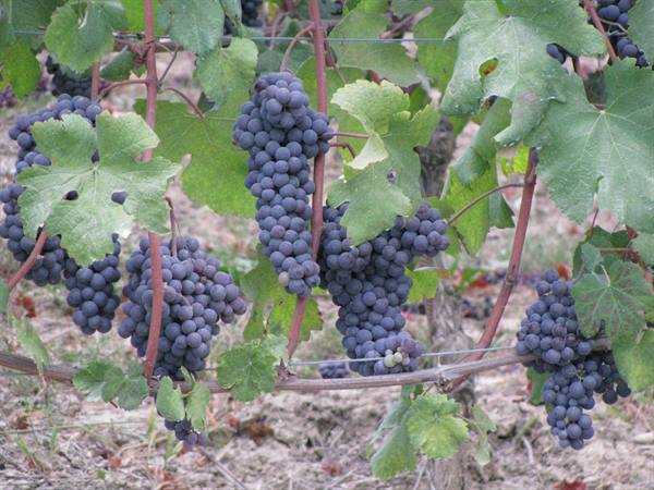 Grapes