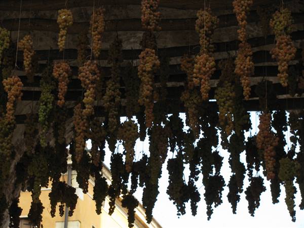 The grapes of Soave