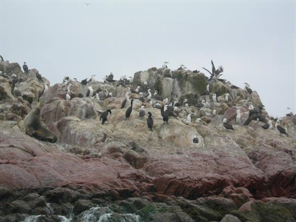 Islas Ballestas - countless seabirds