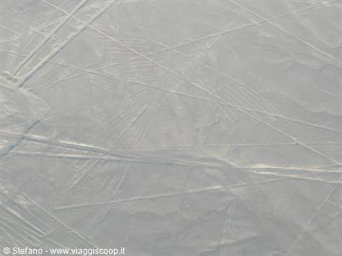 Nasca Lines The Condor