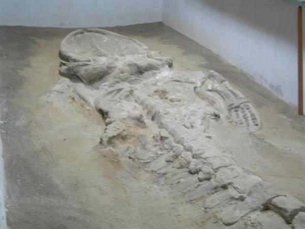 0325 Sacaco Fossil whale museum