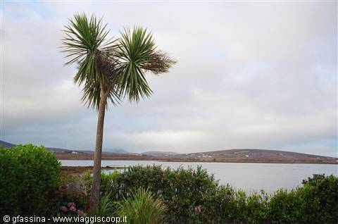 Achill Island Palm Tree