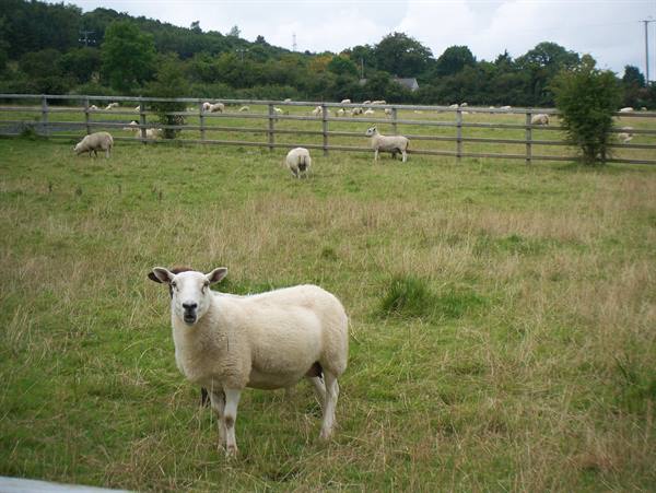 irish sheep