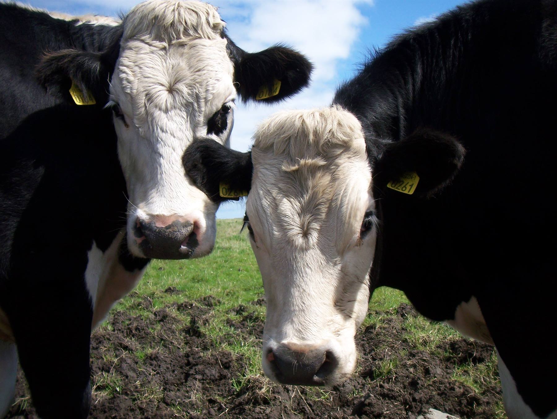 irish cows