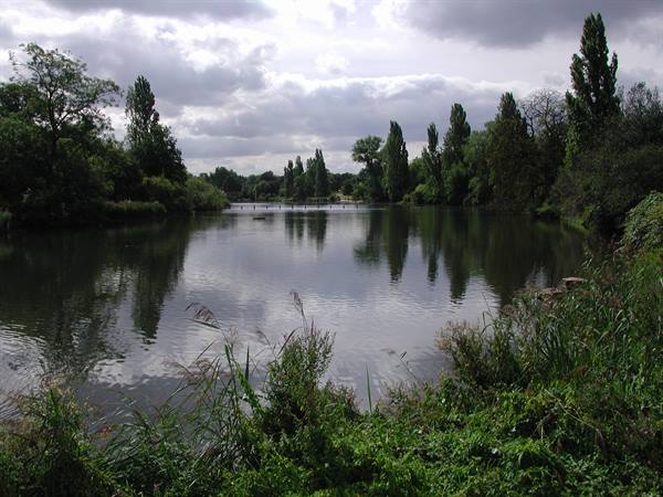 Pond surrounded by poplars and reeds under cloudy sky, reflections on water