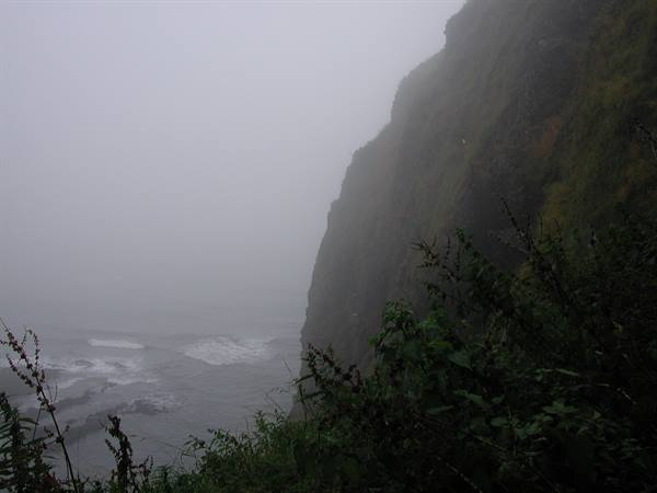 Foggy grassy cliff above the ocean, waves breaking below lush plants