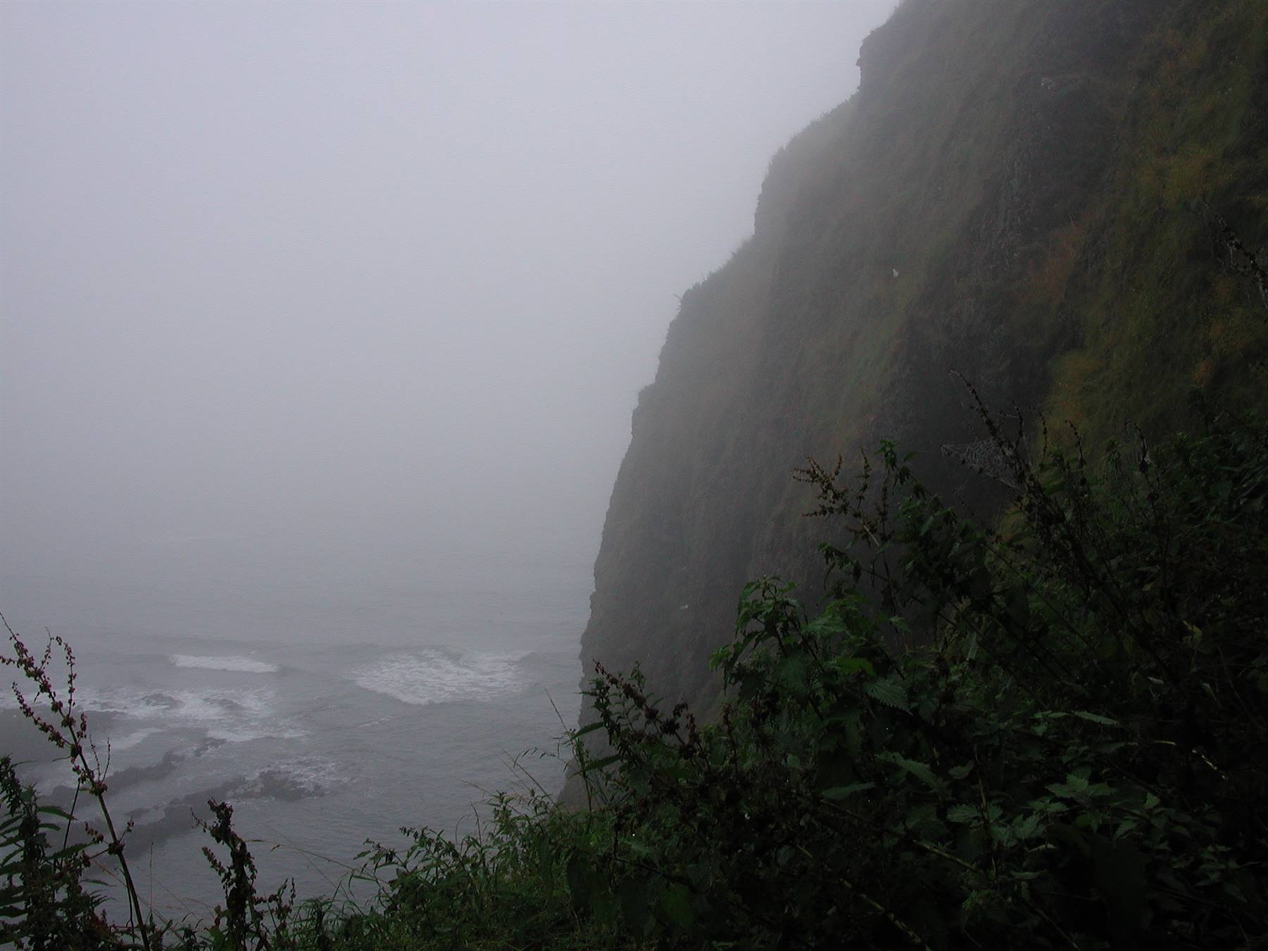 Foggy grassy cliff above the ocean, waves breaking below lush plants