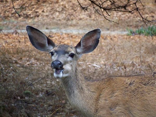 deer at the monterey b&b