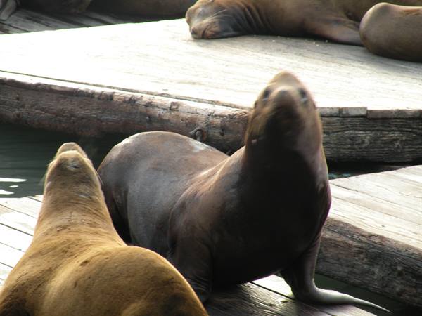 sea lions in SF
