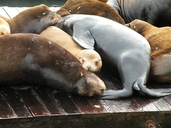 sea lions