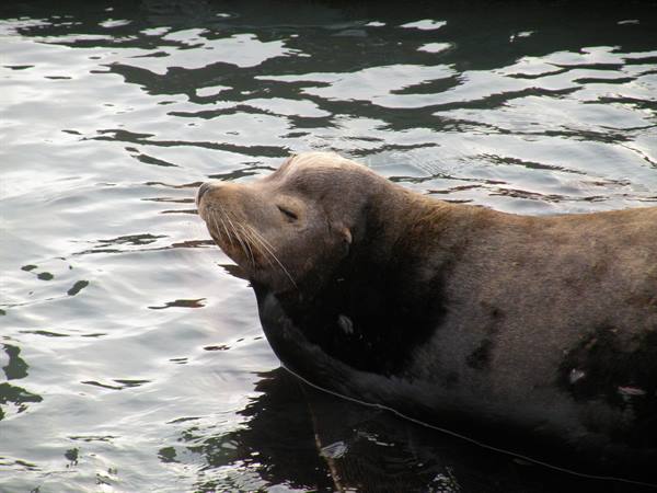 sea lions in SF