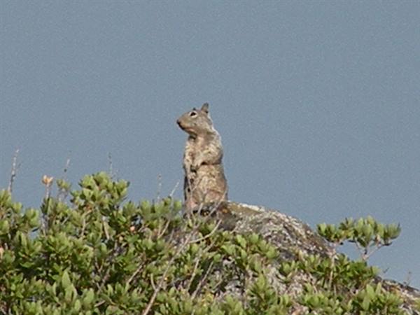 squirrels in yosemite