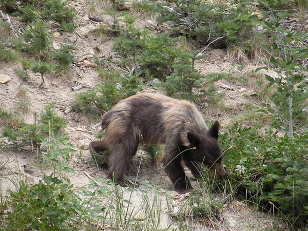 bear in yosemite
