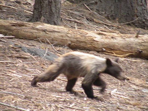 bear
