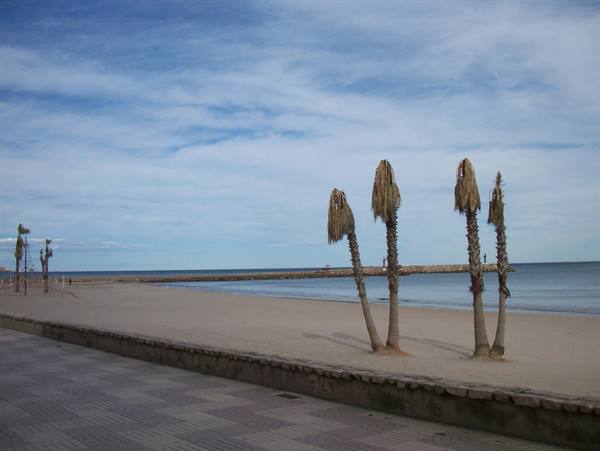 Leaning palm trees on the beach beside a paved promenade, cloudy sky