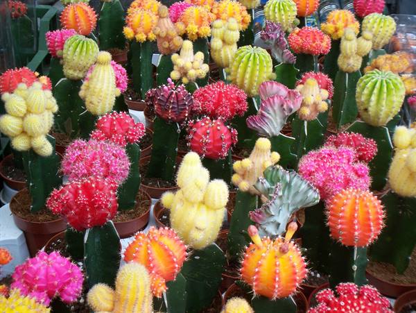 Colorful cacti in terracotta pots, pink yellow and orange, at a shop