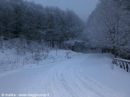 snow-covered road with tire tracks between frosted trees and wooden fence