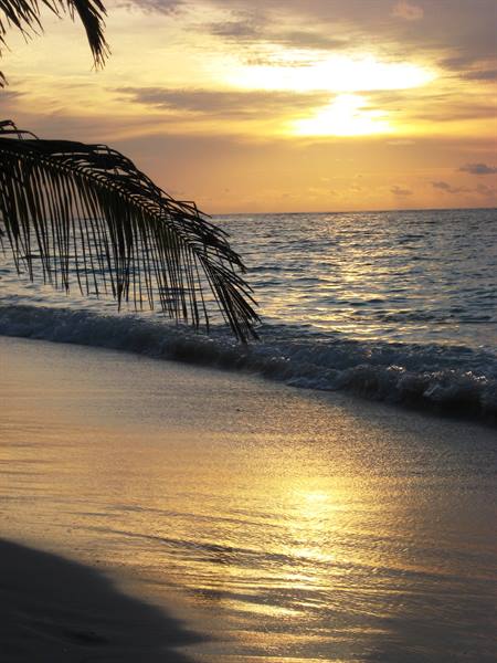 Palm frond over the ocean, waves and golden light on wet sand