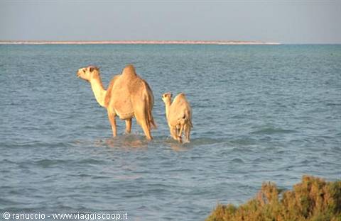 Two dromedary camels wading through the sea in morning light