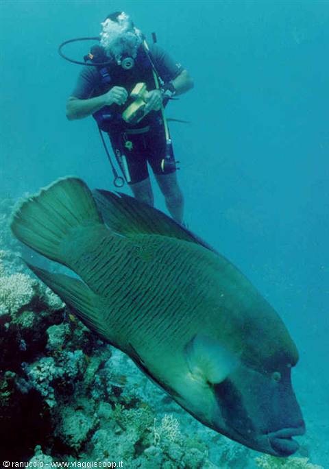 Diver next to a large humphead wrasse on a coral reef