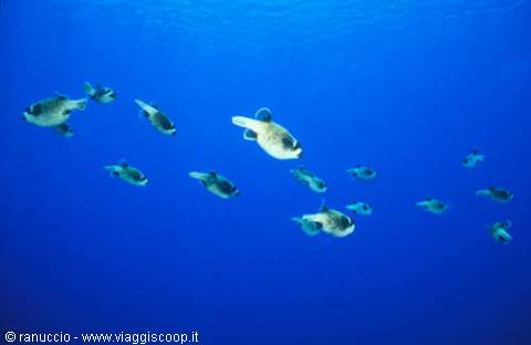 School of pufferfish swimming in deep blue Red Sea waters