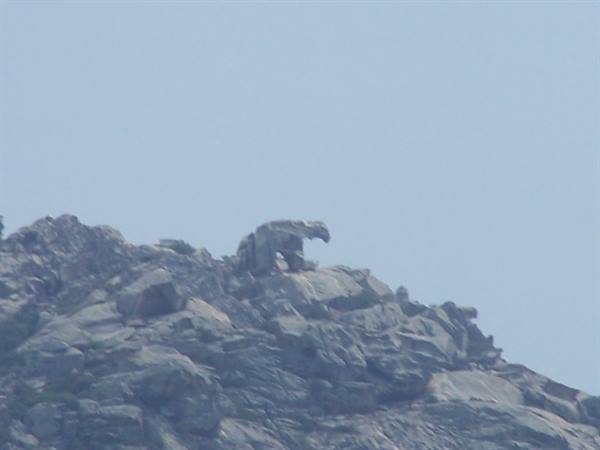 Bear Rock