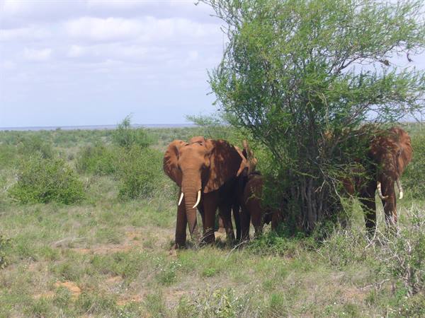 elephants in Tsavo East